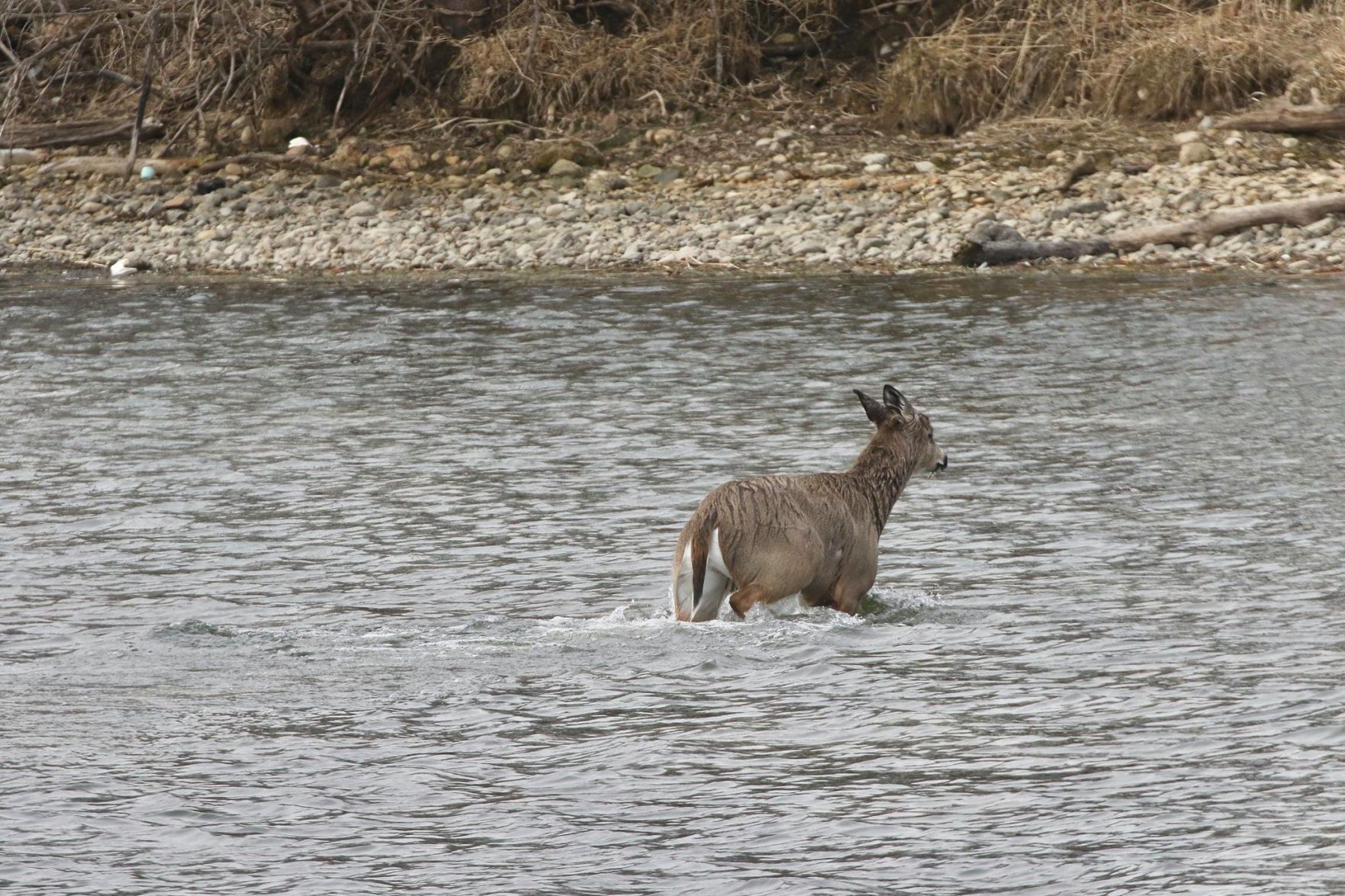Deer rescue